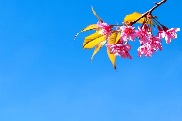 Flor de cerezo salvaje del Himalaya (Prunus cerasoides) o Giant ti —  Fotos de Stock