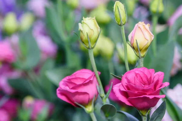 Lindas flores de Lisianthus no jardim — Fotografia de Stock