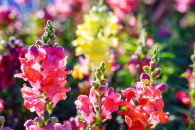 Beautiful Antirrhinum majus dragon flower is blooming in the gar