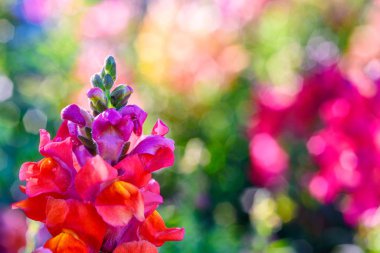 Beautiful Antirrhinum majus dragon flower is blooming in the gar