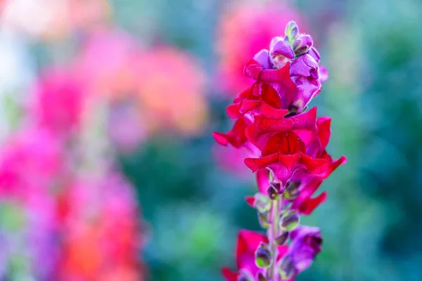 Bellissimo fiore di drago Antirrhinum majus sta fiorendo nel gar — Foto Stock