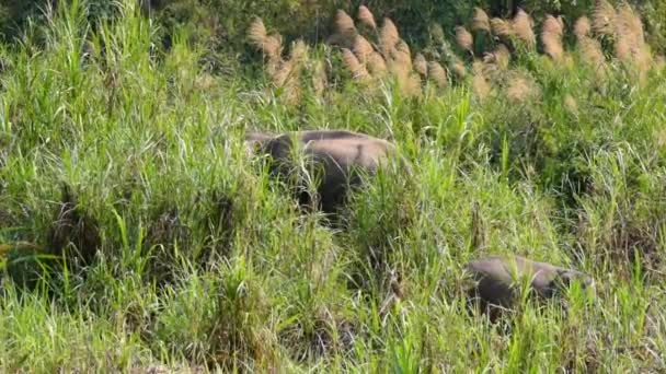 アジアゾウ 最大ゾウ 幹に緑色の草を持つ大きな哺乳動物です — ストック動画