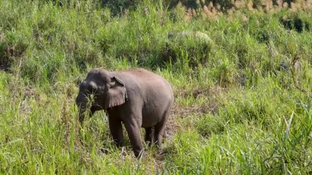 Elefante Asiático Elephas Maximus Mamífero Grande Com Grama Verde Tronco — Vídeo de Stock