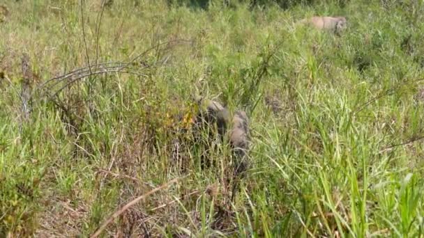 Elefante Asiático Elephas Maximus Mamífero Grande Con Hierba Verde Tronco — Vídeo de stock