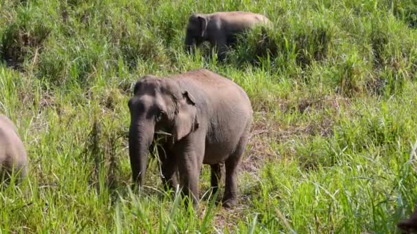 Słoń Azjatycki Elephas Maximus Jest Duży Ssak Zieloną Trawą Bagażniku — Wideo stockowe