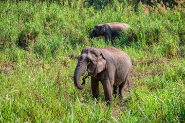Asian Elephant It is a Big mammal.