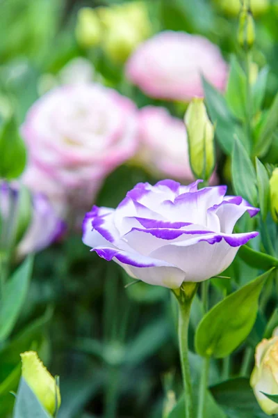 Krásná Lisianthus květiny v zahradě — Stock fotografie