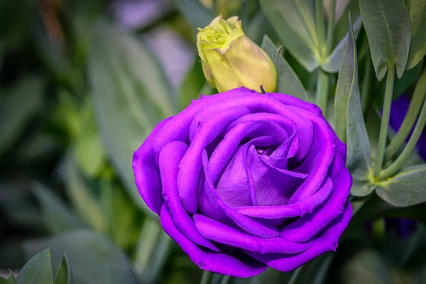 Schöne Lisianthus-Blüten im Garten — Stockfoto