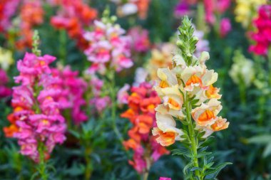 Güzel Antirrhinum Majus ejderha çiçeği diğer adıyla Snap Dragons ve Tagetes patula (Fransız kadife çiçekleri) bahçede çiçek açıyor..