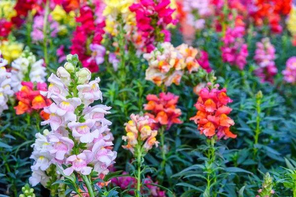 Güzel Antirrhinum Majus ejderha çiçeği diğer adıyla Snap Dragons ve Tagetes patula (Fransız kadife çiçekleri) bahçede çiçek açıyor..