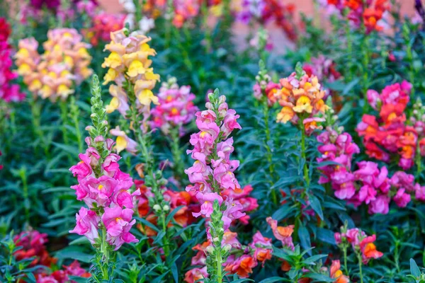 Vackra Antirinum Majus Drake Blomma Även Känd Som Snap Dragons — Stockfoto