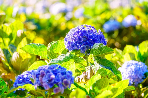 Flores Hortensias Azules Florecientes Jardín Khun Pae Village Chiang Mai —  Fotos de Stock