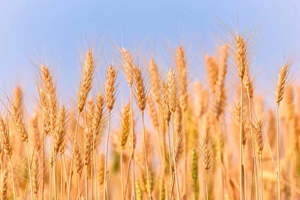 Желтое Зерно Готово Сбору Урожая Пшеничном Поле Фон Спелых Колосьев — стоковое фото
