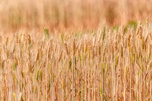 Yellow Grain Ready Harvest Growing Wheat Field Background Ripening Ears — Stock Photo, Image
