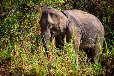 Asya Fili (Elephas maximus), gövdesinde yeşil otlar bulunan büyük bir memeli türü..