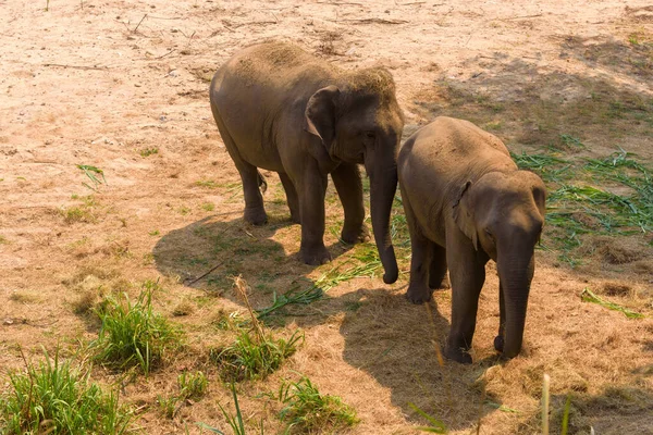 Elefante Asiático Elephas Maximus Mamífero Grande Que Vive Suelo —  Fotos de Stock