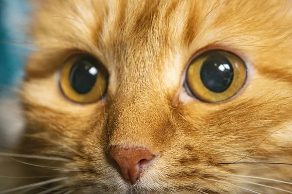 Πορτραίτο μιας κόκκινης γάτας από κοντά. Σπίτι αγαπημένο. — Φωτογραφία Αρχείου