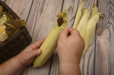 Tahta arka planda mısır koçanı temizleyen bir adamın elleri. Sonbahar hasadı, sağlıklı yiyecekler, fitness diyeti. Kapat..