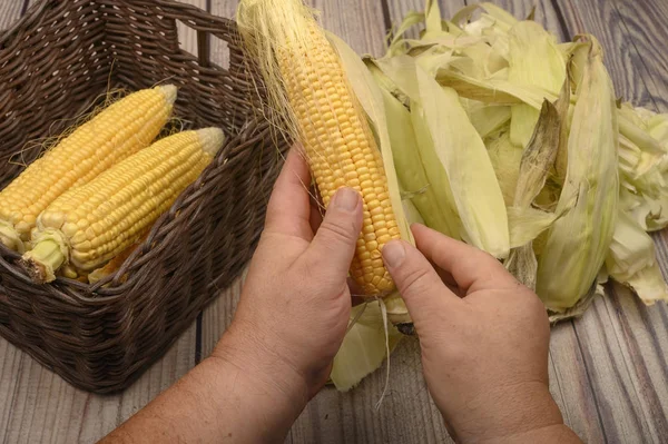 Hands of a man cleaning an ear of corn on a wooden background. Autumn harvest, Healthy food, Fitness diet. Close up.