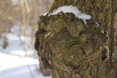 Bir huş ağacının kapağı, anormal bir ahşap yapısı olan bir gövde üzerinde bir çıkıntı. Kapat..