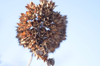 Mavi gökyüzü arka planında bitki tohumları olan enfloresans. Kapat..