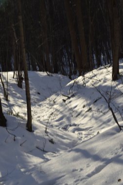 Karla kaplı bir ormanda güneşli bir gün. Orta Rusya 'nın kış manzarası.