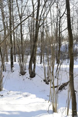 Karla kaplı bir ormanda güneşli bir gün. Orta Rusya 'nın kış manzarası.