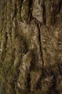 Ağaç kabuğunun dokusu yosunla kaplı. Kapat..