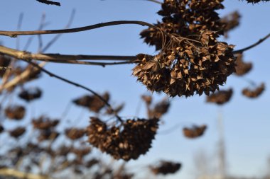 Mavi gökyüzü arka planında bitki tohumları olan enfloresans. Kapat..