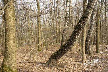 Bahar manzarası, ormandaki kıvrımlı huş ağacı.