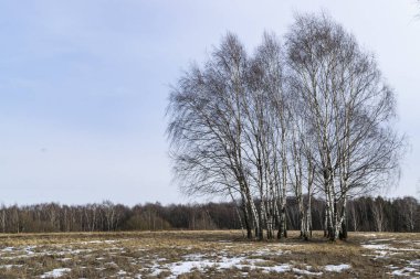 Bahar manzarası, tarlada birkaç genç huş ağacı ve uzaktaki orman.