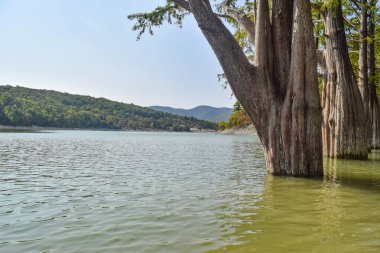 Sukko Gölü, Krasnodar bölgesi, Rusya. Gölün sularındaki selvi koruluğu. Dağlarda olağanüstü güzel bir göl