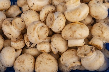 Genç mantarlar yüzeyin dokusunu kaplar. Kapat.