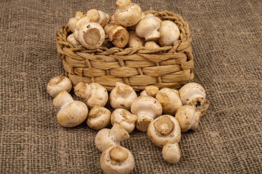Hasır sepetteki genç mantarlar ve kaba ev yapımı kumaşın arka planına saçılmış genç mantarlar. Kapat.