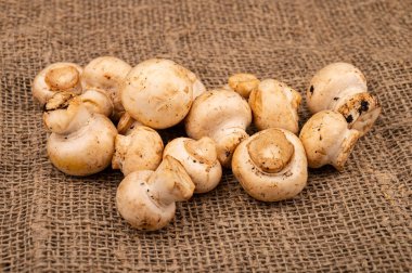 Genç mantarlar kaba ev yapımı kumaşın arka planına saçılmış. Kapat.