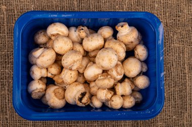 Genç mantarlar kaba ev yapımı kumaşların arka planında mavi plastik bir tepside. Kapat.