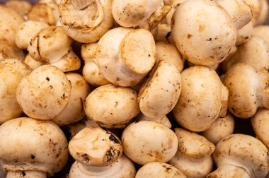 Genç mantarlar yüzeyin dokusunu kaplar. Kapat.