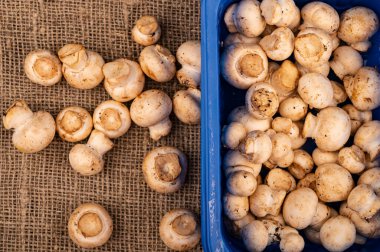 Mavi plastik tepside genç mantarlar ve kaba ev yapımı kumaşların üzerine saçılmış genç mantarlar. Kapat.
