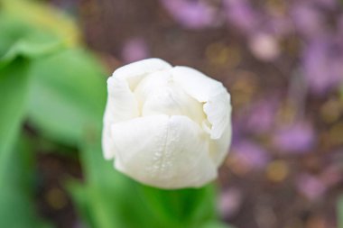 Yeşil çimlerde beyaz laleler. İlk bahar çiçekleri. Kapat.