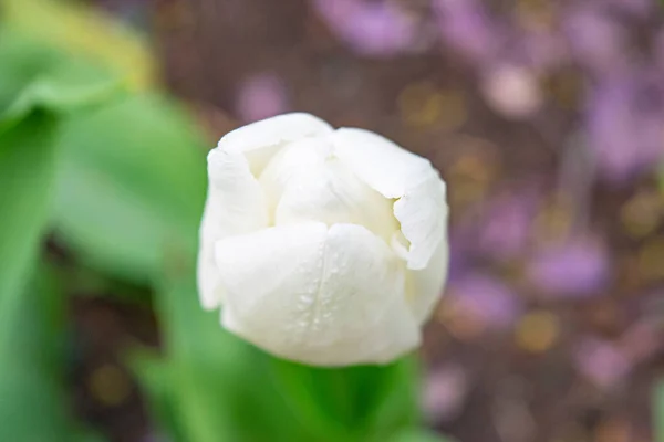 Tulipas Brancas Grama Verde Primeiras Flores Primavera Fechar — Fotografia de Stock