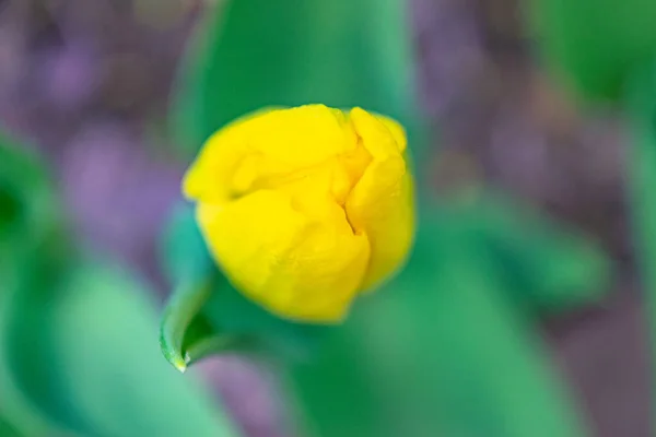 Tulipes Jaunes Dans Herbe Verte Les Premières Fleurs Printemps Gros — Photo