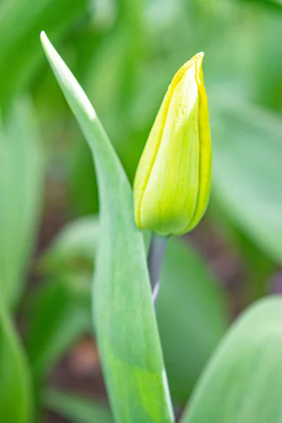 Tulipes Jaunes Dans Herbe Verte Les Premières Fleurs Printemps Gros — Photo