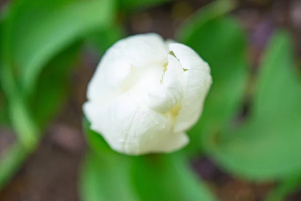 Tulipes Blanches Dans Herbe Verte Les Premières Fleurs Printemps Gros — Photo