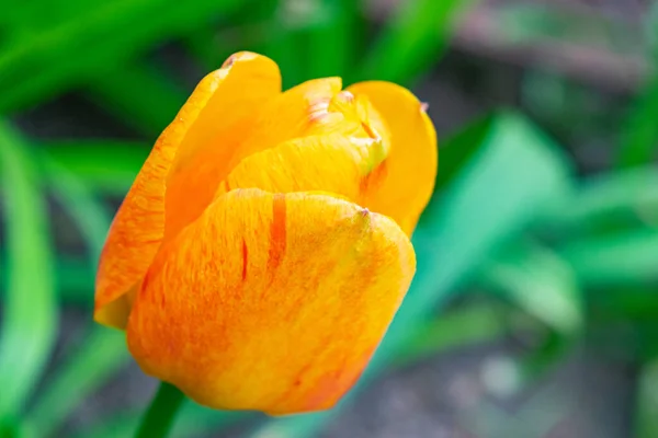Pomarańczowe Tulipany Zielonej Trawie Pierwsze Wiosenne Kwiaty Zamknij Się — Zdjęcie stockowe