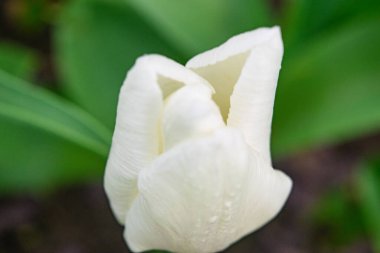 Yeşil çimlerde beyaz laleler. İlk bahar çiçekleri. Kapat.