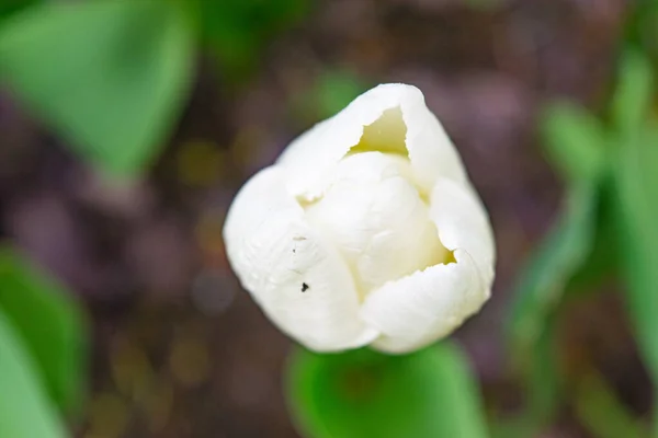 Tulipes Blanches Dans Herbe Verte Les Premières Fleurs Printemps Gros — Photo