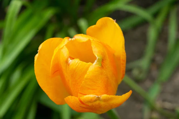 Des Tulipes Orange Dans Herbe Verte Les Premières Fleurs Printemps — Photo