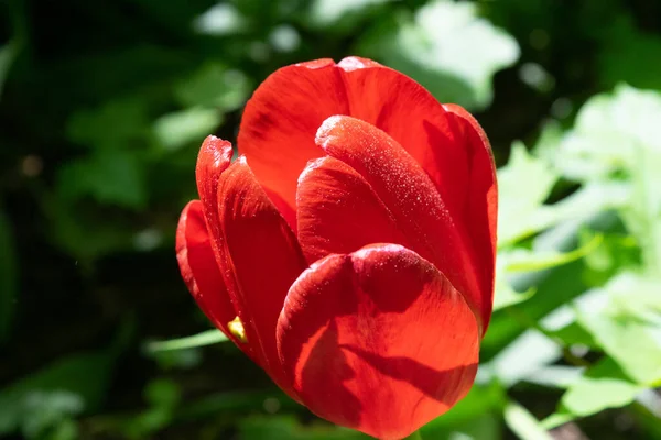 Des Tulipes Rouges Dans Herbe Verte Les Premières Fleurs Printemps — Photo