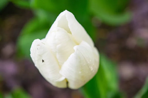 Tulipas Brancas Grama Verde Primeiras Flores Primavera Fechar — Fotografia de Stock