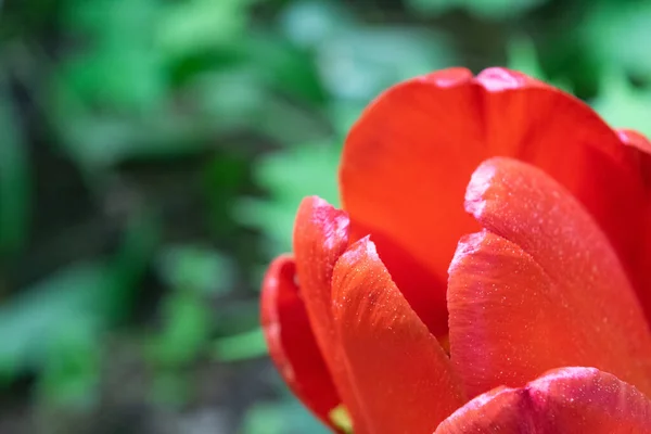 Des Tulipes Rouges Dans Herbe Verte Les Premières Fleurs Printemps — Photo